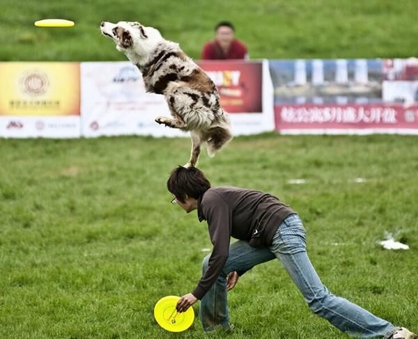 Koiran Frisbee-lentolevyn Hampaiden Kestävä