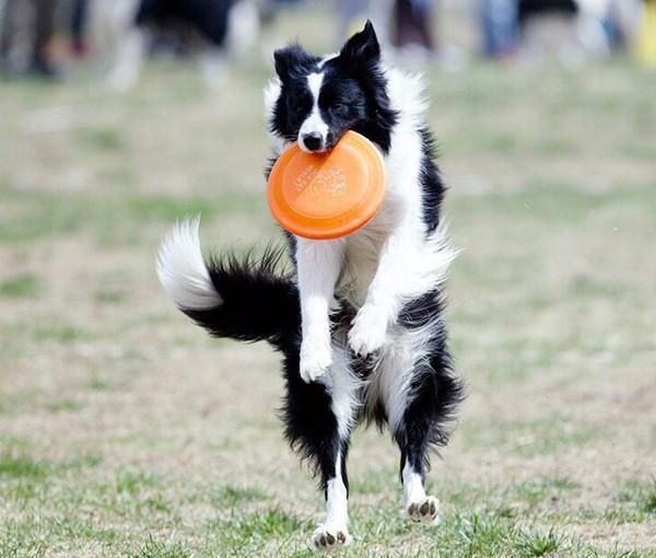 Koiran Frisbee-lentolevyn Hampaiden Kestävä